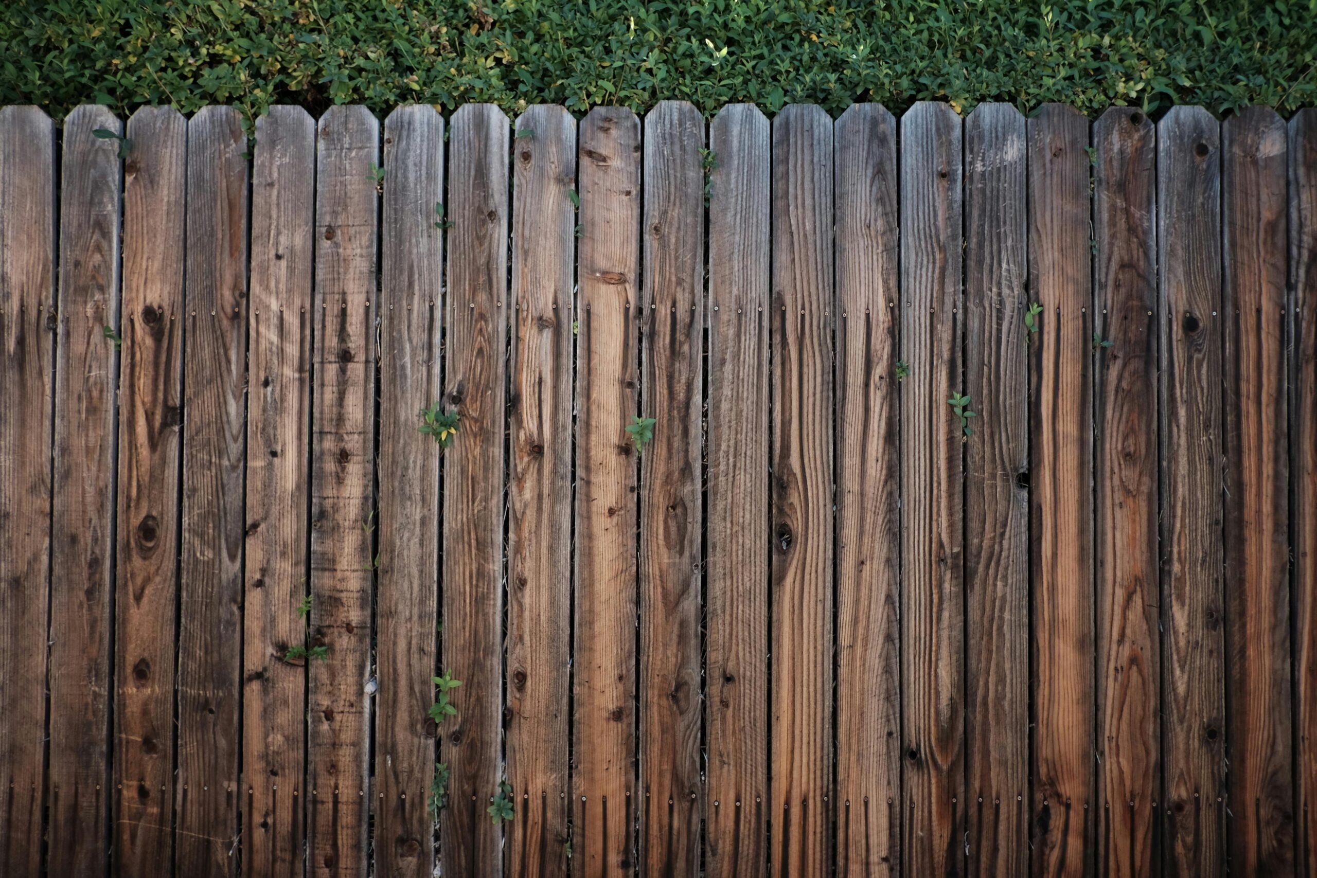 A rustic wooden fence overgrown with green foliage on a sunny day.