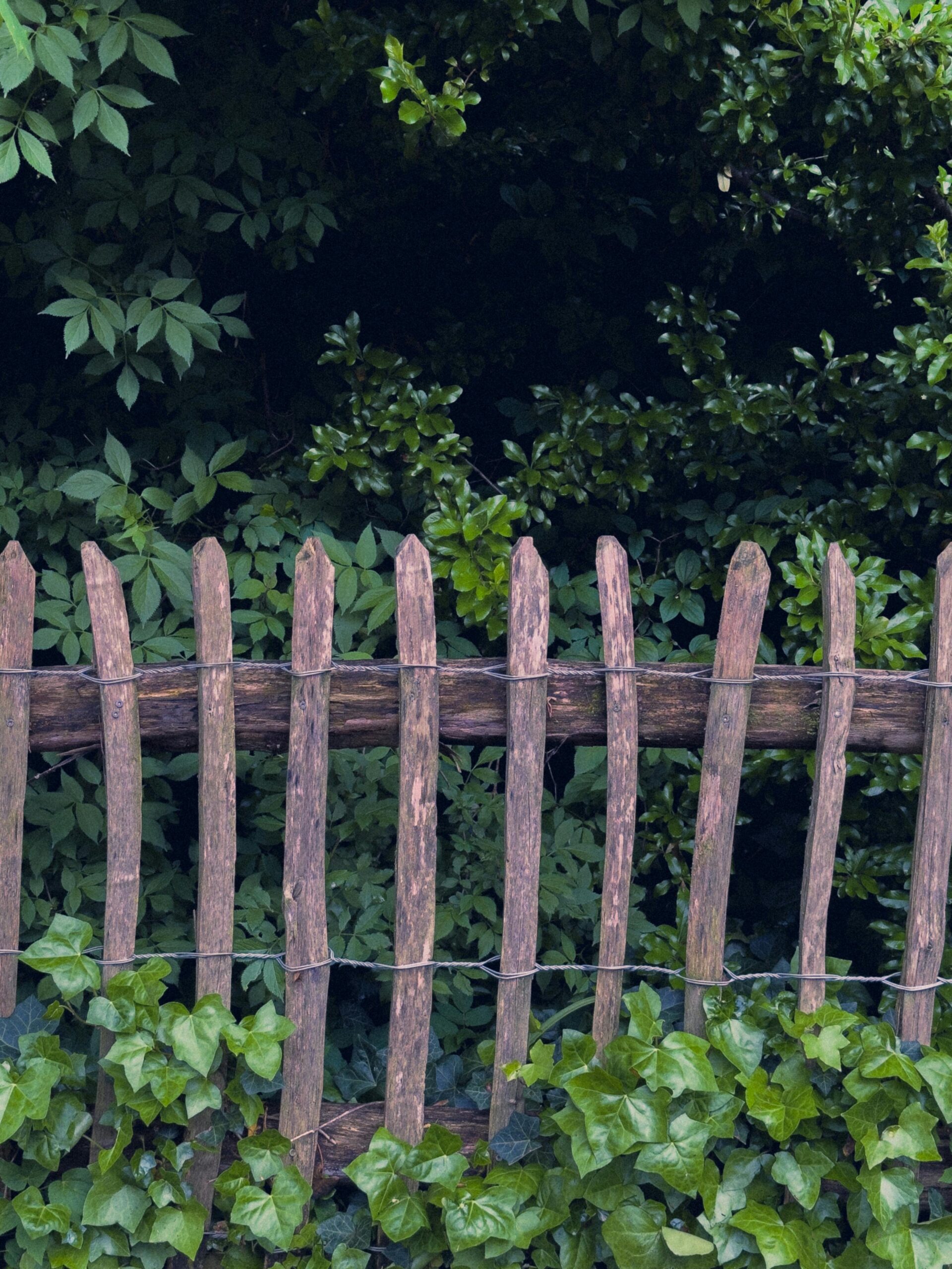 A rustic wooden fence surrounded by vibrant green ivy and dense foliage, perfect for nature themes.